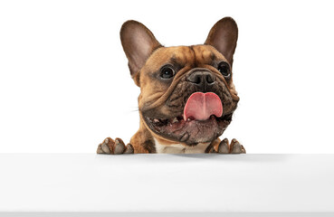 Wall Mural - Young brown French Bulldog playing isolated on white studio background