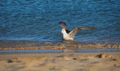 Beautiful seagull bird at the beach in Portugal