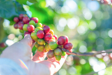 Man Hands harvest coffee bean ripe Red berries plant fresh seed coffee tree growth in green eco organic farm. Close up hands harvest red ripe coffee seed robusta arabica berry harvesting coffee farm