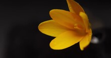A yellow crocus bud with purple veins and dew drops blooms against a black background. View from above. Timelapse. Blur.