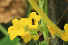 Honey Bee Photo In Natural Pumpkin Flower