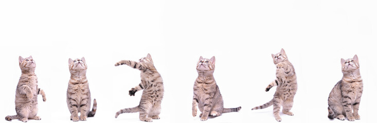 Banner with a cute grey kitten isolated on white background.