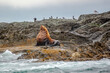 Steller Sea lion on a rock in Tofino, Vancouver island, British Columbia, Canada