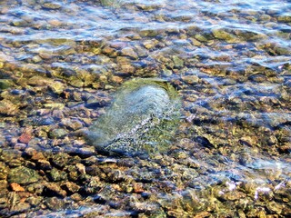 Wall Mural - seaweed on the beach