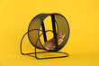 © New Africa - Cute little hamster in spinning wheel on yellow background
