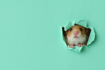 Poster - Cute little hamster looking out of hole in turquoise paper. Space for text