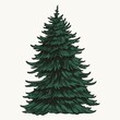Evergreen fir tree vintage colorful template