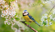 bird tit sits in a blooming spring garden on a sunny day and sings a song