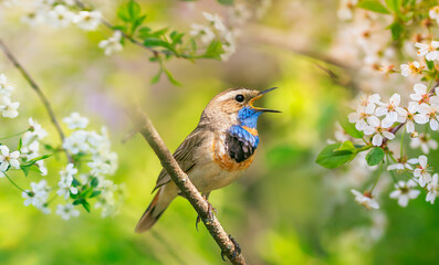 Wall Mural - songbird a male varakushka sits in a blooming spring garden on a sunny day and sings a song