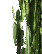 Beautiful Cactus On White Background. Tropical Plant