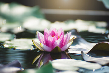 Wall Mural - pink lotus flower blossom or water lily blooming in pond with sunlight in garden outdoor nature.