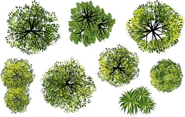 Wall Mural - collection of abstract vector green tree top view isolated on white background for landscape plan an