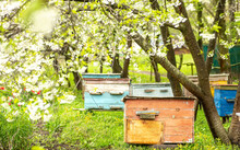 Old Wooden Hives On Apiary Under Flower Blooming Cherry Tree. Hives Bloom Ingesday In Spring. Honey Harvest In Flowering Gardens. Collecting Floral Spring Honey