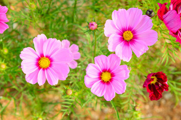 Sticker - Pink Cosmos Flowers in The Garden