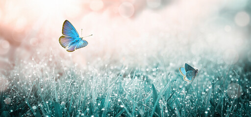 Wall Mural - flying butterflies over summer meadow. morning grass with dew