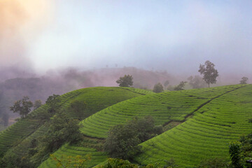 Wall Mural - Sunrise in Tea hills in Long Coc highland, Phu Tho province in Vietnam