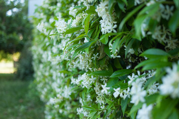 Spring, jasmine blooms and fills the air with fragrance.