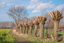 A Row Of Freshly Pruned Willow Trees