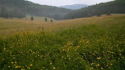 Wall Mural - video of a picturesque summer meadow overgrown with wild yellow peonies and herbs, surrounded by con