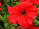 Fototapeta Maki - Petunia flower, red flower in the garden,Petunioideae
