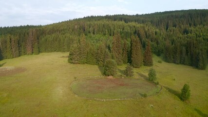 Wall Mural - video of a picturesque summer meadow surrounded by coniferous trees, the rhodopi mountains in bulgar
