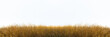 © banjongseal324 - Tall yellow wild grass against an isolated white sky ,background.