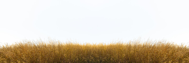 Wall Mural - Tall yellow wild grass against an isolated white sky ,background.