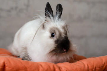 white cute fluffy decorative pet rabbit sitting on orange pillow