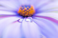 Macro Photo Of Flowers, Purple Daisy  With Water Drop 