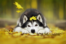 siberian husky dog in autumn nature park