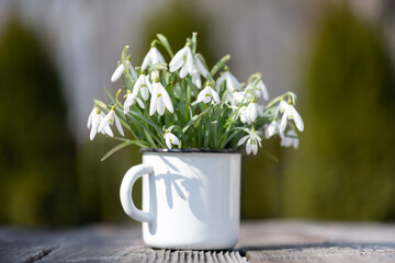 Wall Mural - Bouquet of snowdrops in an iron mug on spring meadow forest closeup. Macro nature photography