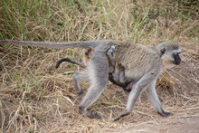 African Monkey Carries Baby On The Serengeti National Park, Tanzania