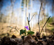 Purple flower in the forest in springtime