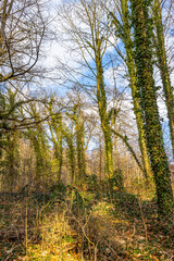 Wall Mural - Bare trees with climbing plants on their trunks surrounded by wild vegetation in a Dutch nature reserve, autumn day in Stammenderbos in South Limburg, Netherlands