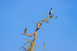 Two large birds peacefully perched on a bare tree trunk with green moss with a blue sky as a background on a sunny day