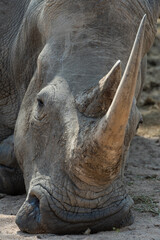 a white rhino seen on a safari in south africa