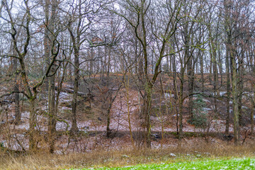 Wall Mural - Hill with bare trees, wild plants with traces of snow on the ground, cloudy winter day in Kelmonderbos forest in South Limburg, Netherlands