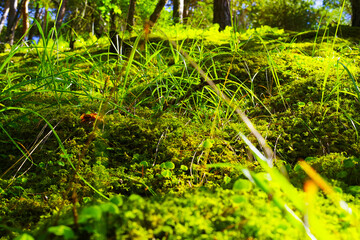 Wall Mural - The macrocosm of the fairy-tale forest in the Chegem gorge