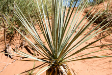 Yucca Plant Growing In Arches National Park - Utah, USA