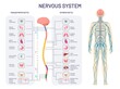 Human nervous system. Sympathetic and parasympathetic nerves anatomy and functions. Spinal cord controls body internal organs vector diagram