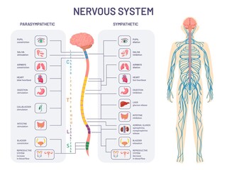 human nervous system. sympathetic and parasympathetic nerves anatomy and functions. spinal cord cont
