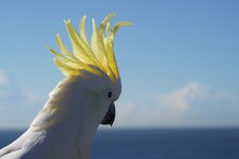Close Up Profile View Of A Sulphur-Crested Cockatoo Looking At The Ocean