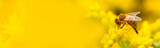 Banner with honeybee collects nectar and pollen from yellow flowers Sedum acre, goldmoss, goldmoss sedum, stonecrop and wallpepper growing in flowerbed in garden. Nature or beekeeping background