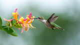 ruby-throated hummingbird in flight