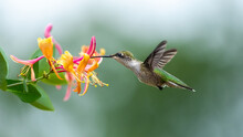 Ruby-throated Hummingbird In Flight