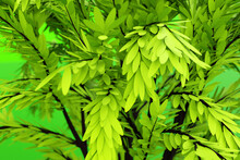 3d Illustration  Close Up Of Realistic Green Decorative Tree Isolated On  Green Background. Stylized Deciduous Tree