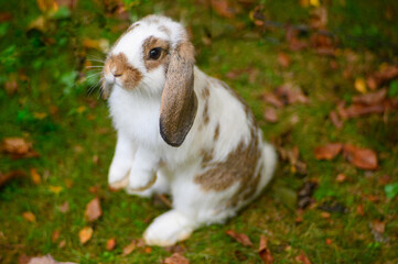 A miniture lop eared rabbit 