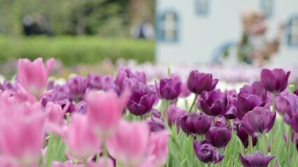 Wall Mural - Close-up shot of purple tulips swaying in the wind in the garden on a beautiful spring day. Tulip festival. Beauty of nature. Vibrant color blooming in spring garden. Flower bed.