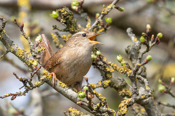 Sticker - wren