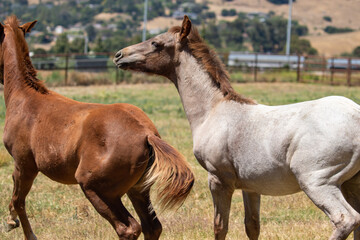 Baby Horses Playing Together